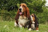 BASSET HOUND 087